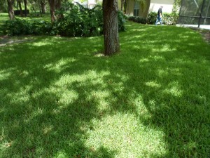 Before the erosion issues caused tree roots to show and grass would not grow. 