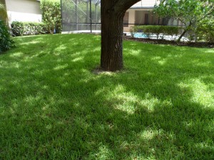 Now a beautiful and lush yard thanks to the PDE engineered design.