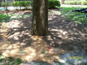 Tree where erosion was all around now has new soil and will be sodded.